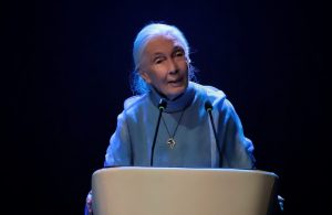 La Dra Jane Goodall (Fotografia: Elena Pardo)